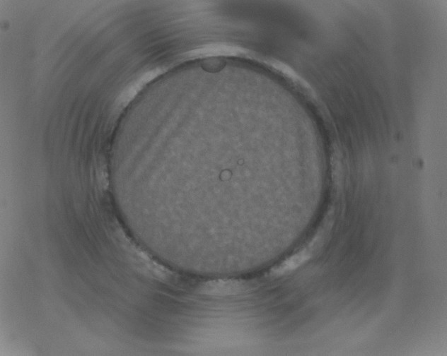 X0000077350929200611101610