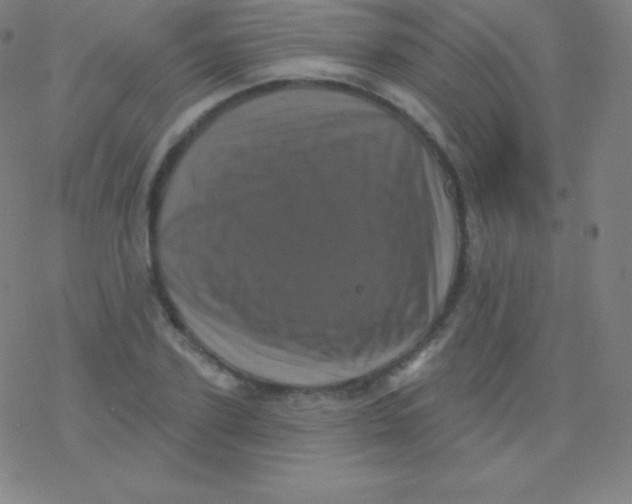 X0000077350931200611101610