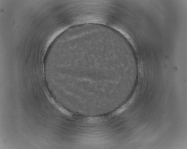 X0000077350933200611101610