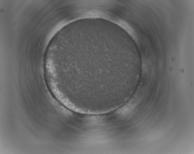 X0000077350950200611101610