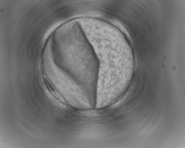 X0000077350952200611101610