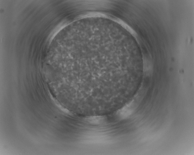 X0000077350953200611101610