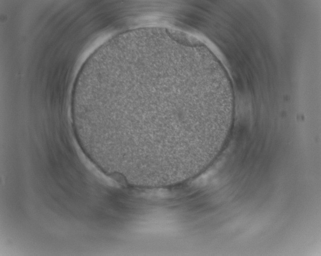 X0000077350957200611101611