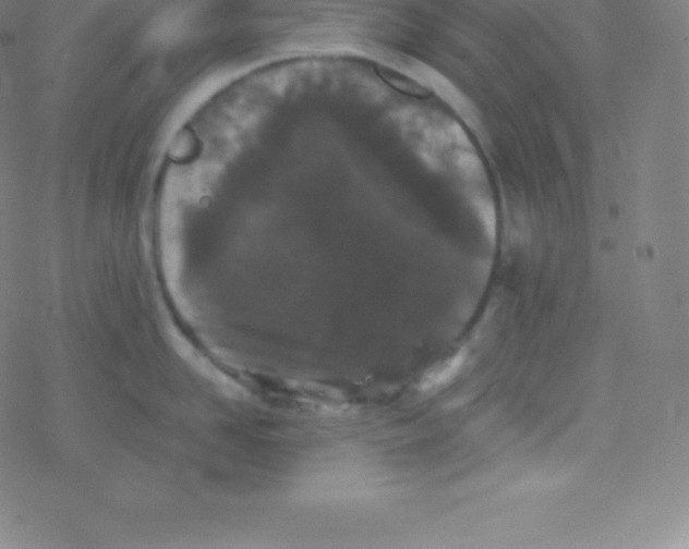 X0000077350958200611101611