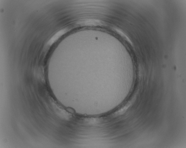 X0000077350970200611101610