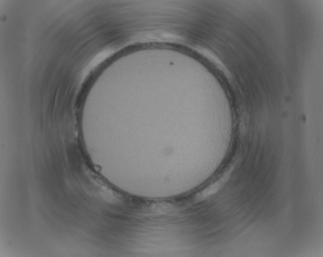 X0000077350974200611101610