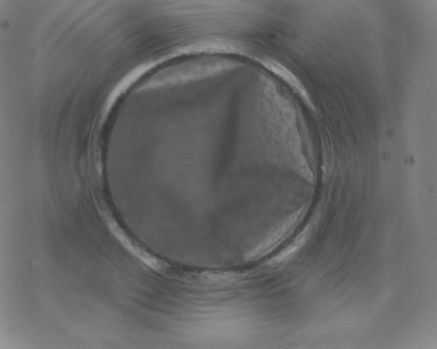 X0000077350981200611101609