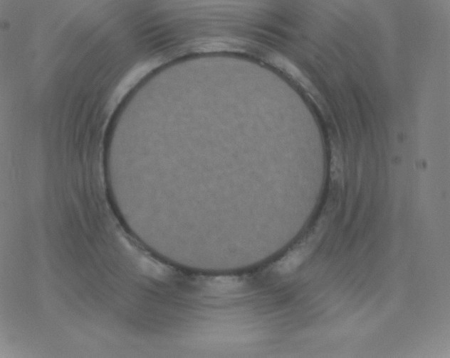 X0000077350986200611101609