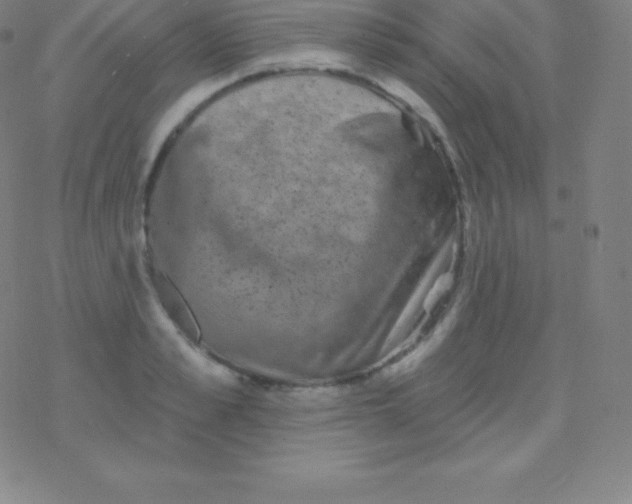 X0000077350989200611101609