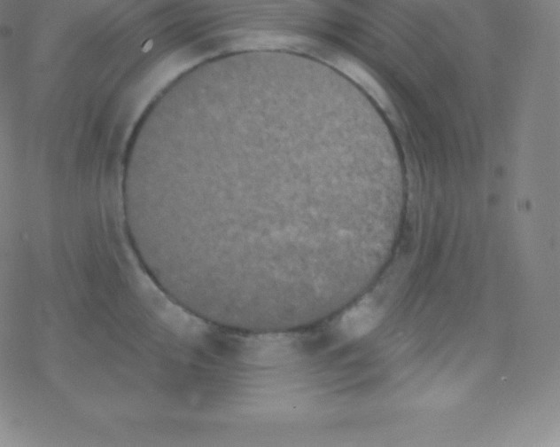 X0000077351000200611101609