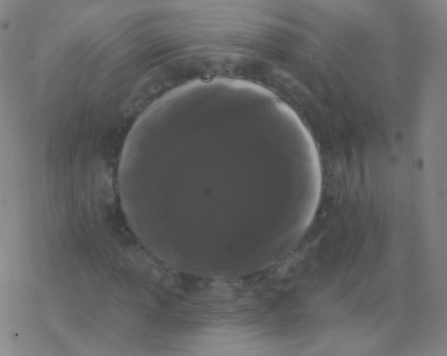 X0000077351013200611101608