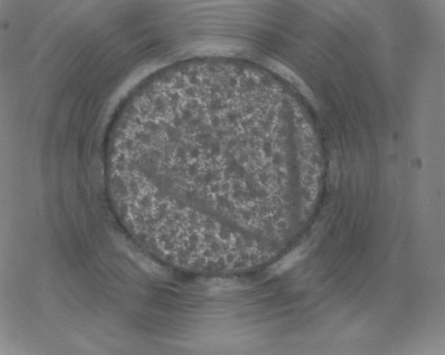 X0000077351027200611101609