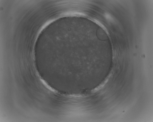 X0000077351037200611101609