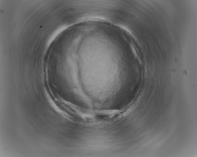 X0000077351038200611101609