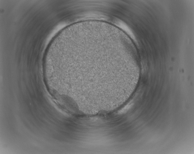 X0000077351043200611101609