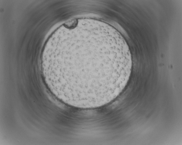 X0000077351044200611101609