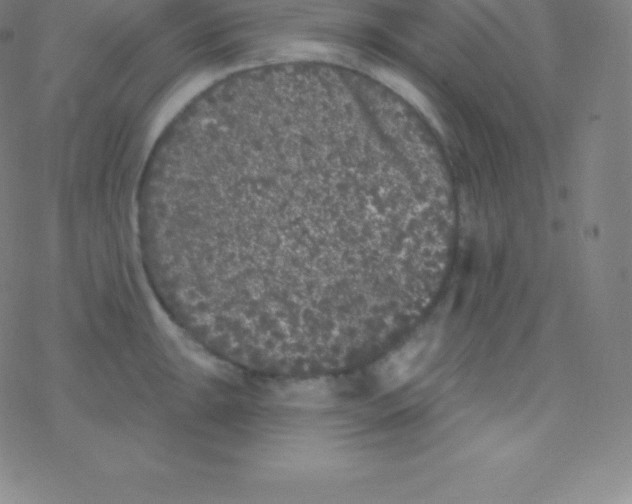 X0000077351047200611101609