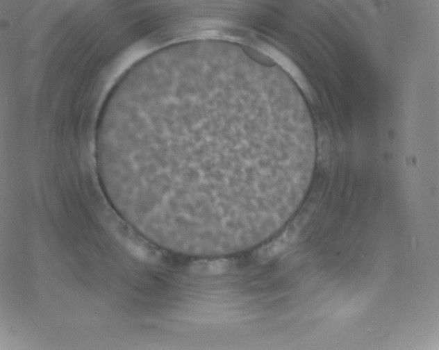 X0000077351051200611101609