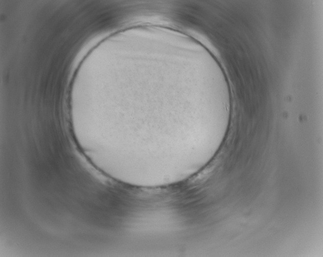 X0000077351056200611101609