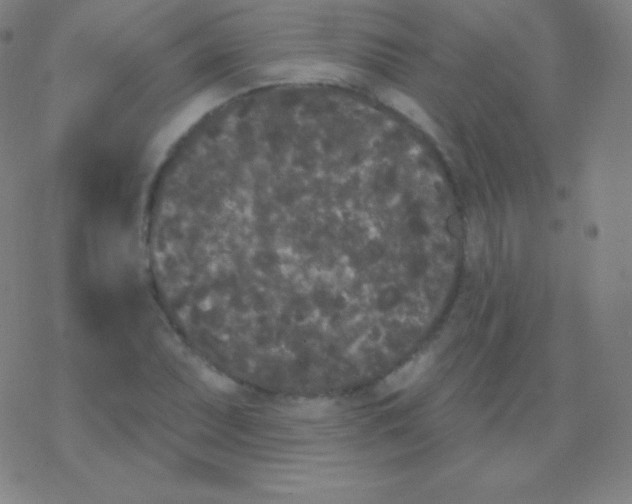 X0000077351071200611101608