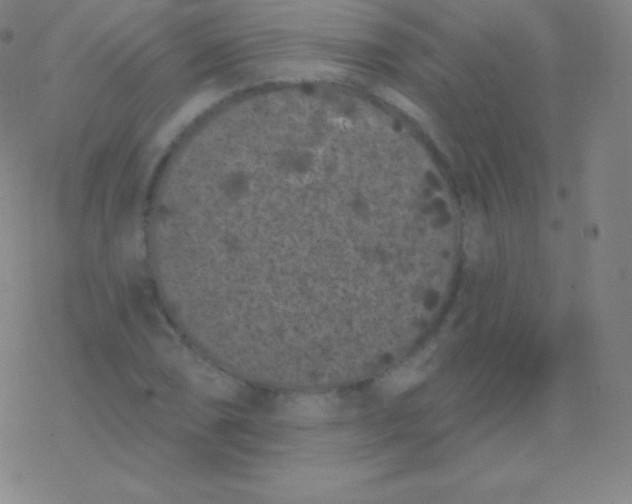 X0000077351074200611101608