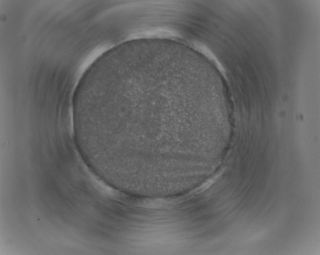 X0000077351079200611101608