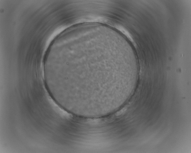 X0000077351080200611101608