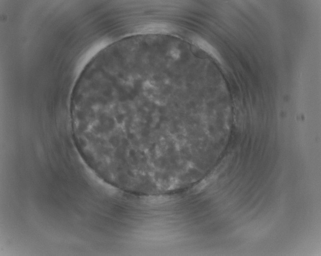 X0000077351087200611101608