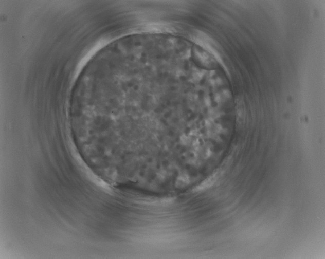 X0000077351091200611101608