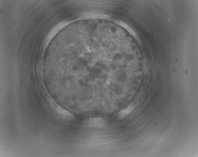 X0000077351094200611101608