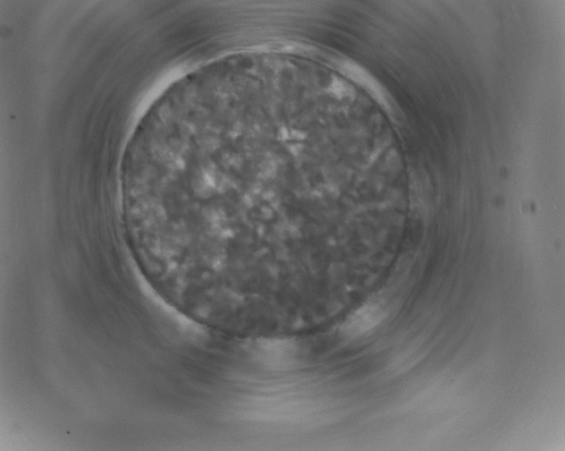 X0000077351095200611101608