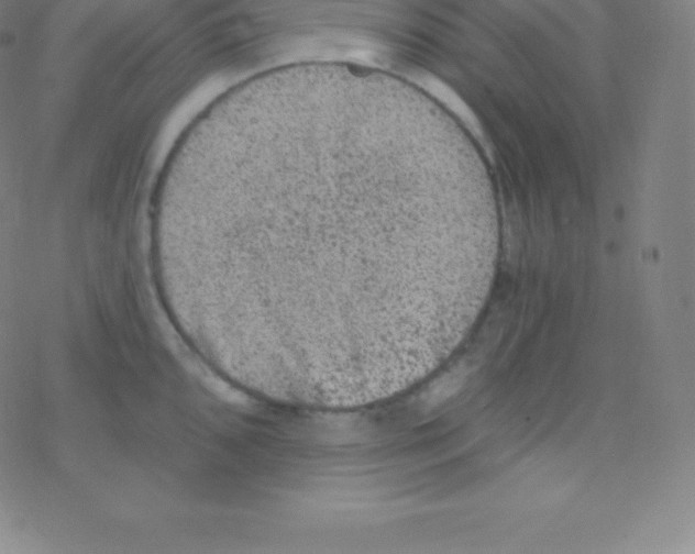 X0000077351096200611101608