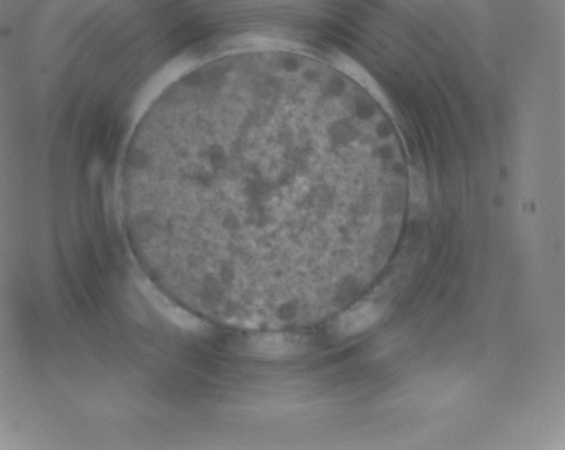 X0000077351098200611101608