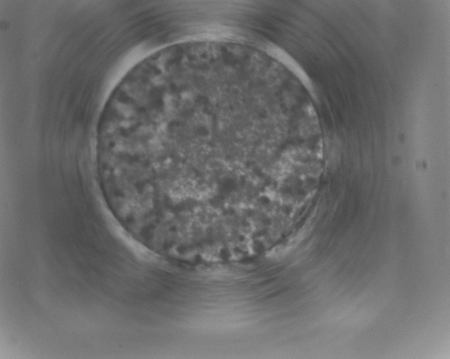 X0000077351099200611101608