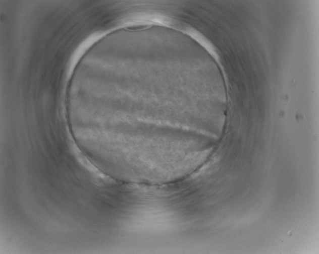 X0000077351104200611101607