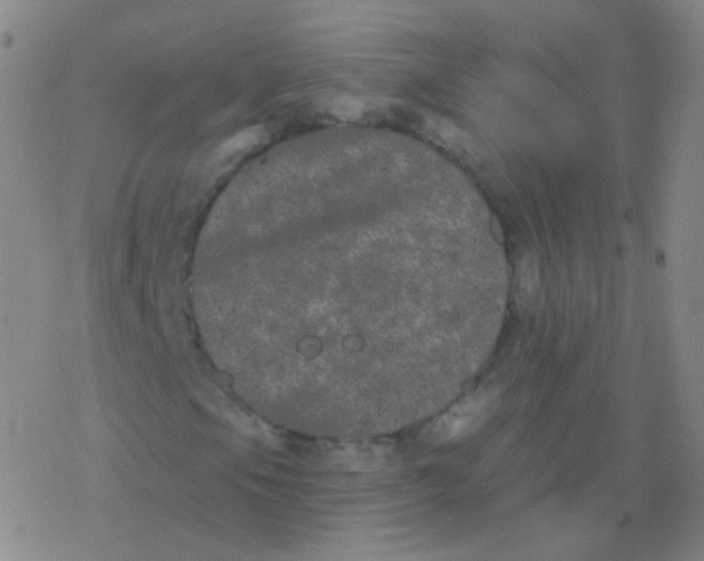 X0000077351105200611101607