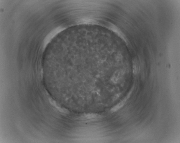 X0000077351117200611101607