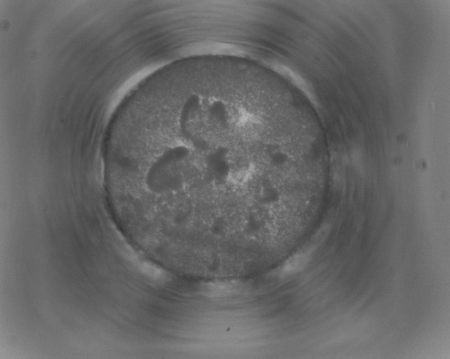 X0000077351125200611101607