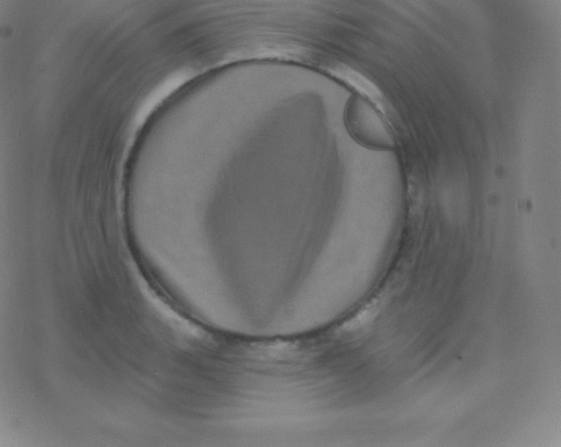 X0000077351135200611101607