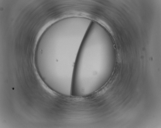 X0000077351136200611101607