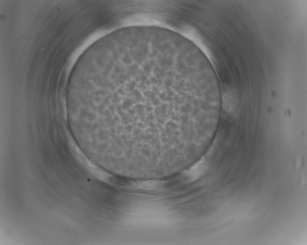 X0000077351150200611101607