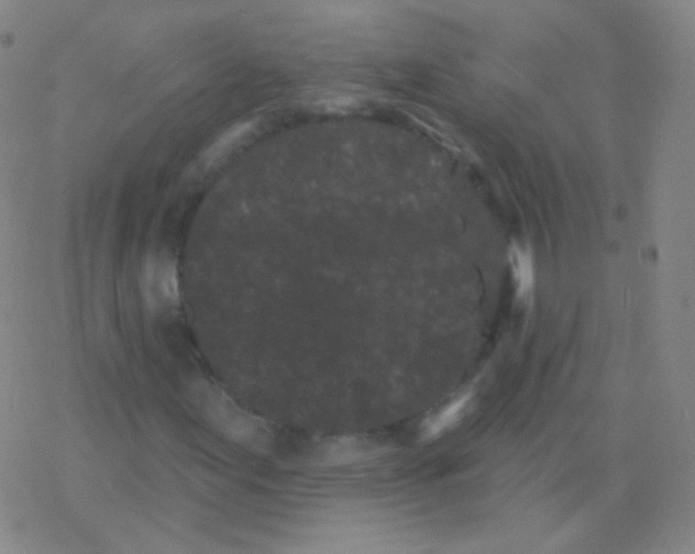 X0000077351155200611101607