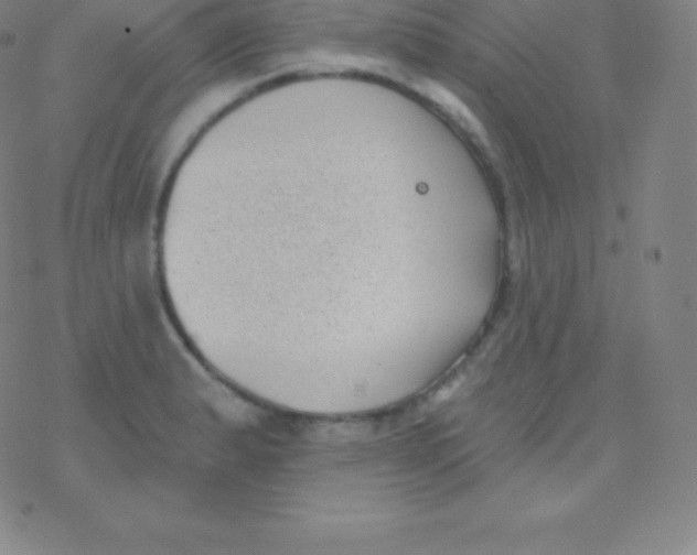 X0000077351183200611101606