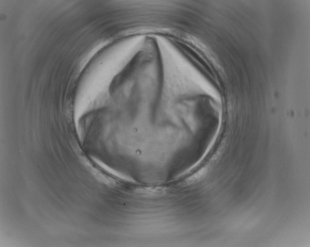 X0000077351185200611101606