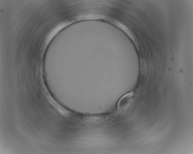 X0000077351187200611101606