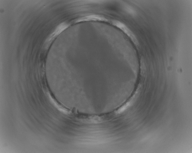 X0000077351233200611101606