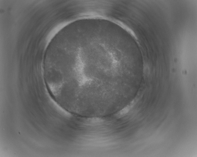 X0000077351239200611101606