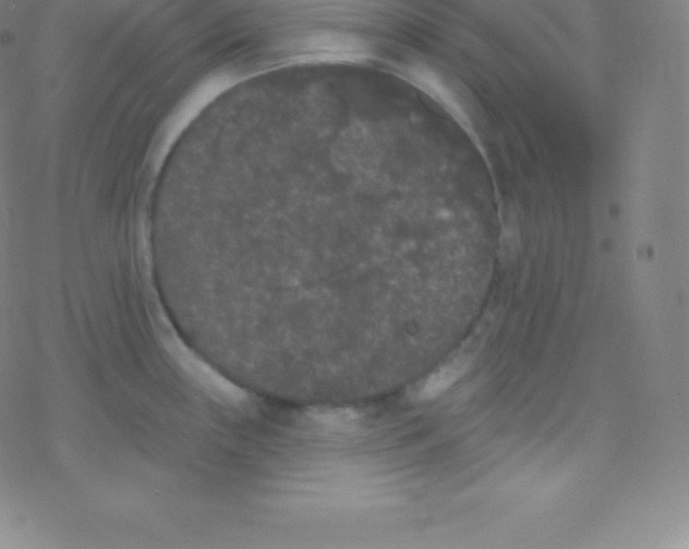 X0000077351243200611101606