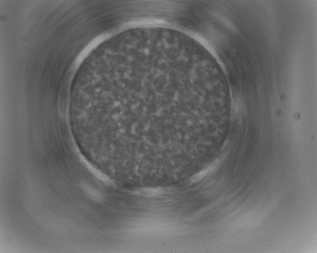 X0000077351245200611101606