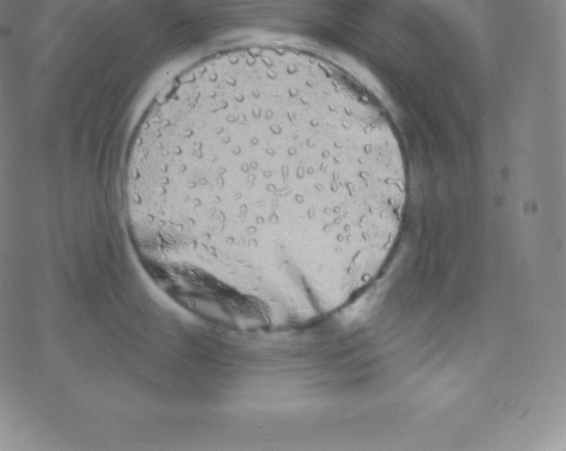 X0000077351247200611101606